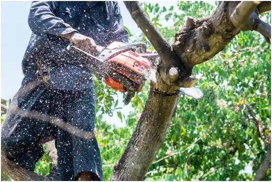 tree services Greenleaf